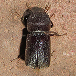 Sinoxylon species